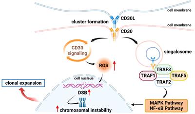 Mechanism of action and therapeutic targeting of CD30 molecule in lymphomas